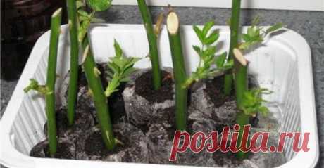 Сдаю рецепт маминой «Тройчатки» для проращивания роз Как жаль, когда спустя несколько дней даже самый красивый и с любовью подаренный букет увядает. Но это совсем не означает,