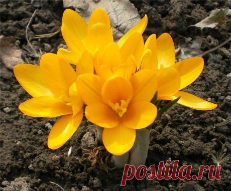 Шафран (Ирина Стефашина) / Проза.ру - национальный сервер современной прозы