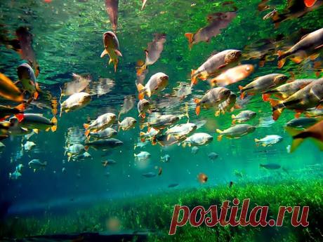 (1) Amazing Things in the World Pantanal - Brasil