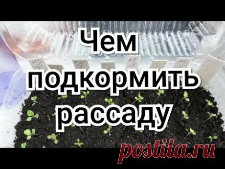 Чем подкормить рассаду после всходов.