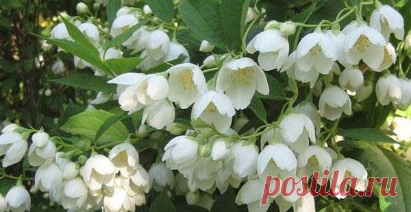 Интересное о жасмине кустарниковом, его видах и сортах