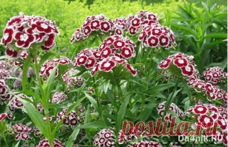 Самые красивые цветы двулетники для дачи | 6 соток