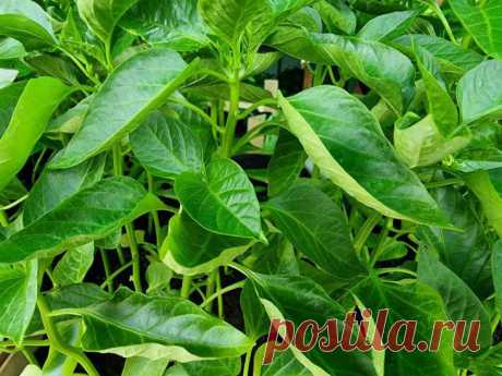 Безземельный способ посева на рассаду: будете жалеть, что раньше не знали. Рассказываем, как выращивать рассаду безземельным способом.