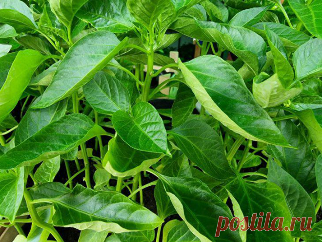 Безземельный способ посева на рассаду: будете жалеть, что раньше не знали. Рассказываем, как выращивать рассаду безземельным способом.