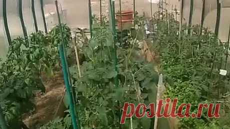 Спасаем наш урожай!☝ 100% завязываемость вам обеспечена!📌👌