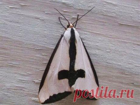 Животные, которые выглядят, как рокеры:Природа и животные