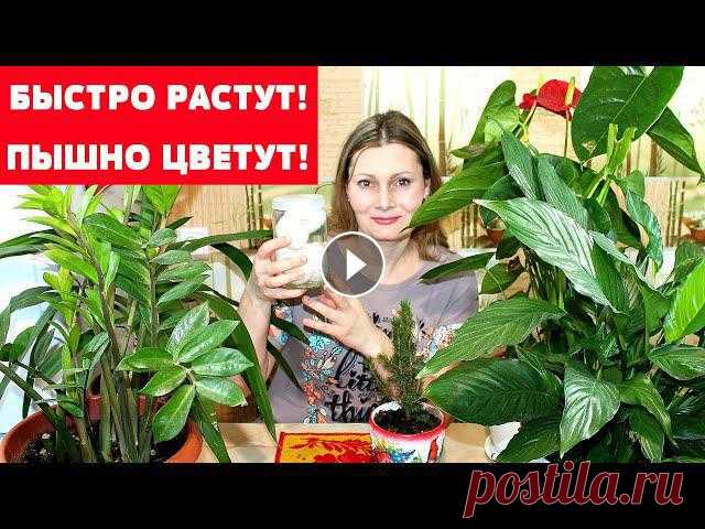 БЕСПЛАТНАЯ ПОДКОРМКА для БЕШЕНОГО РОСТА комнатных растений

светлана заяц вязание спицами