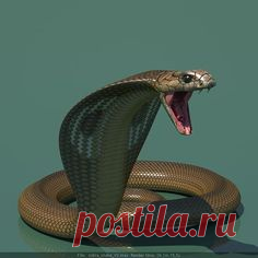 (19) Pinterest