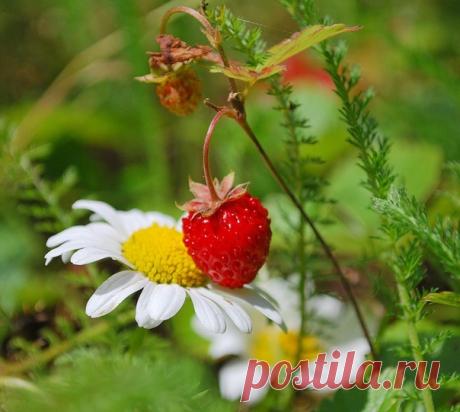 Праздники – 7 Июня • День кувыркальщиков • День незнакомой кофейни • День краудфандинга • День принятия Конституции Республики Алтай • Национальный день пончика - США • Национальный день шоколадного мороженого - США • День Республики - Испания • День мучеников - Мальта • День журналиста - Аргентина • День флага - Перу • День финансовых и экономических работников - Кыргызстан • День хорватской дипломатии • День расторжения унии со Швецией - Норвегия • Именины у Ферапонта, Ивана, Виктории,…