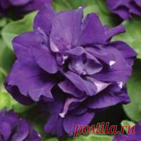 Дуо Blue (драже) 10 шт