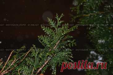 Close-up of frozen evergreen plant in snowy winter night. Nature background. Стоковое фото, фотограф Ilaronsia / Фотобанк Лори
