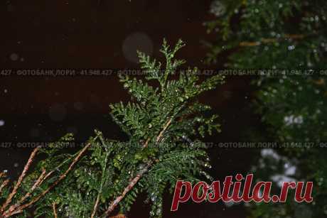Close-up of frozen evergreen plant in snowy winter night. Nature background. Стоковое фото, фотограф Ilaronsia / Фотобанк Лори