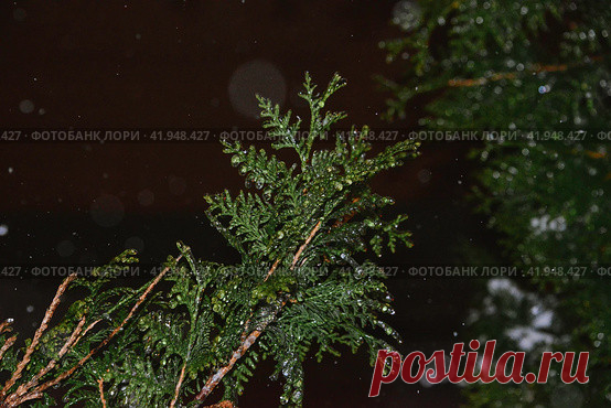 Close-up of frozen evergreen plant in snowy winter night. Nature background. Стоковое фото, фотограф Ilaronsia / Фотобанк Лори