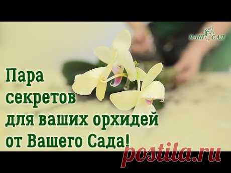 Это необходимо сделать после покупки Орхидей! Секреты специалиста компании ВАШ САД