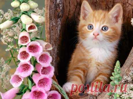 кошки и цветы 034067 Кот цветы дерево нора голова