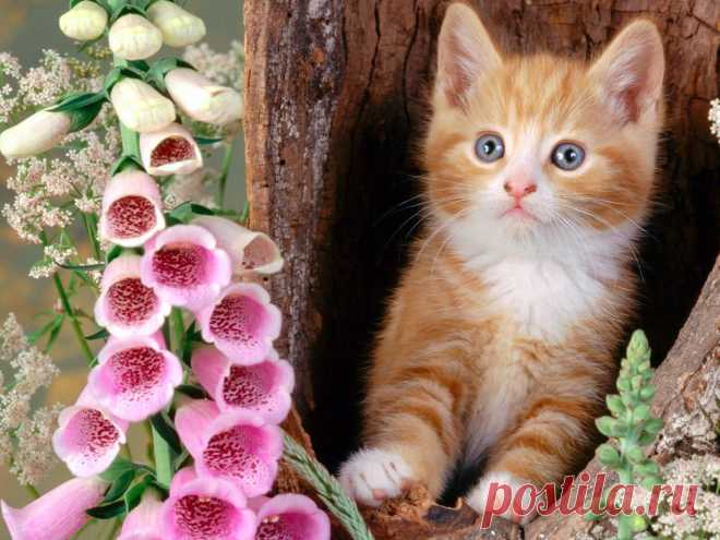 кошки и цветы 034067 Кот цветы дерево нора голова