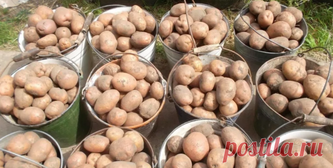 Что любит и ненавидит проволочник. И как одна огородница легко справилась с ним без всяких химикатов | Дачная страна | Яндекс Дзен