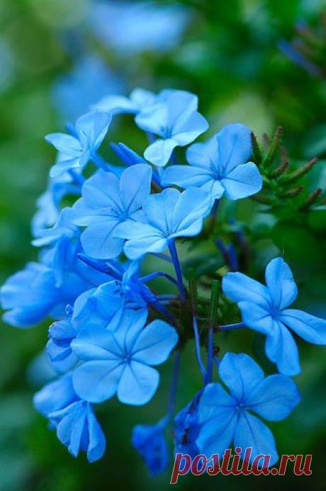 Blue Phlox | Flores y más flores