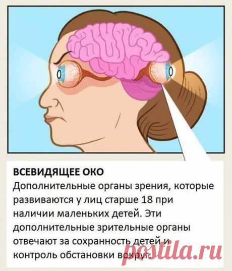 Органы, о существовании которых вы не знали. | Страна Полезных Советов