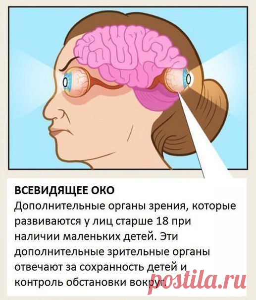 Органы, о существовании которых вы не знали. | Страна Полезных Советов