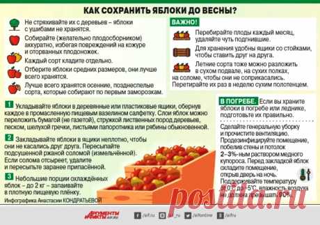 Как сохранить яблоки до весны