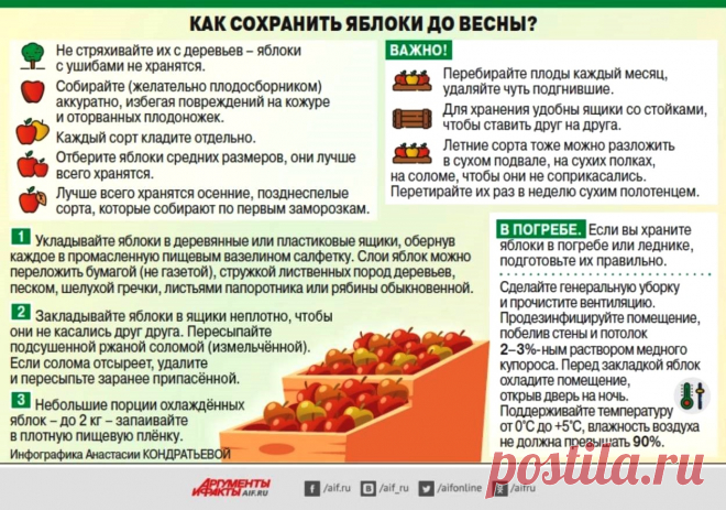 Как сохранить яблоки до весны