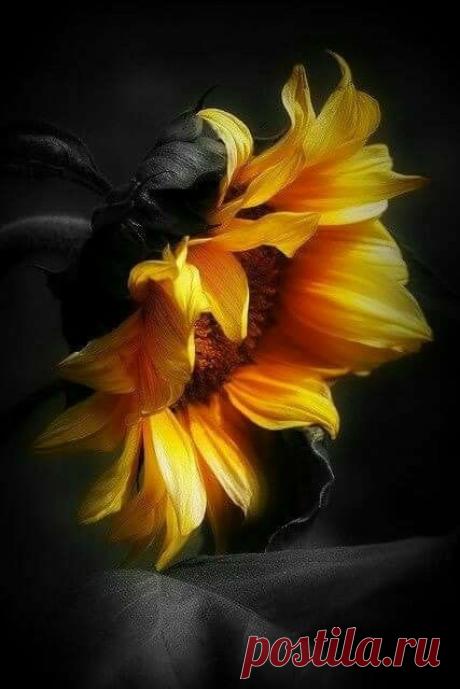 (311) Pinterest