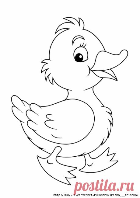 Картинка раскраска утенок