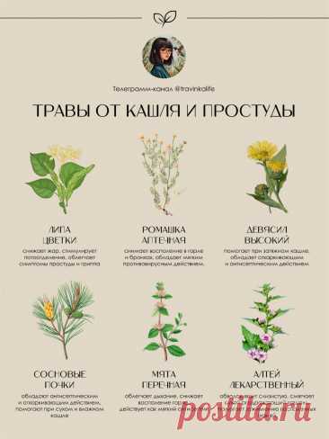 Травы от кашля и простуды