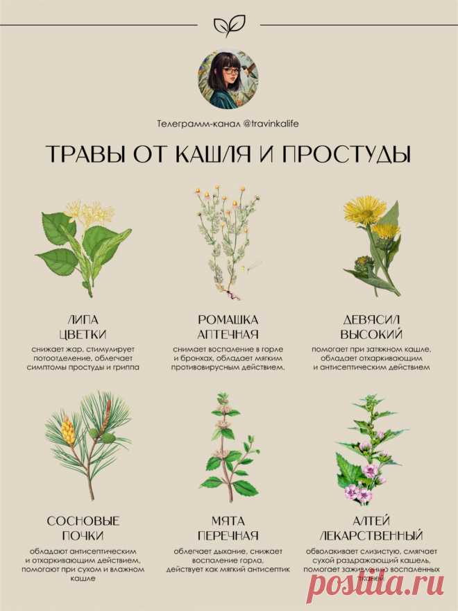 Травы от кашля и простуды