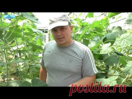 Огурцы плохо плодоносят? Эта подкормка всё исправит!