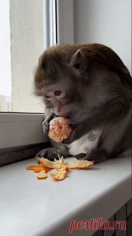 Больше видео в нашем тг канале. Ссылка в шапке профиля#monkey #юмористическийконтент
