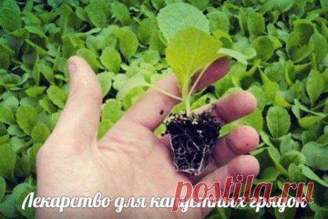 1. Внести известь. Ее нужно разбросать по поверхности почвы, а затем участок перекопать. Норма: на тяжелых почвах и торфяниках – 20 кг на сотку, на легких почвах – 15 кг на сотку.
Известь тормозит развитие грибковых болезней, а растения впоследствии смогут лучше усваивать питательные вещества.

2. Удалить оставшиеся на грядке кочерыги. Здоровые можно сложить в компостную кучу, а вот ели вы заметили на них признаки болезней – сожгите или унесите подальше от участка.