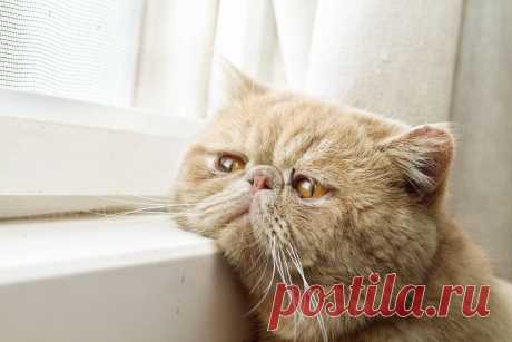 The Forgotten Cat