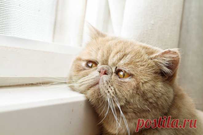 The Forgotten Cat