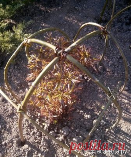 Опора для пиона: Группа Обустройство и украшение дачного участка