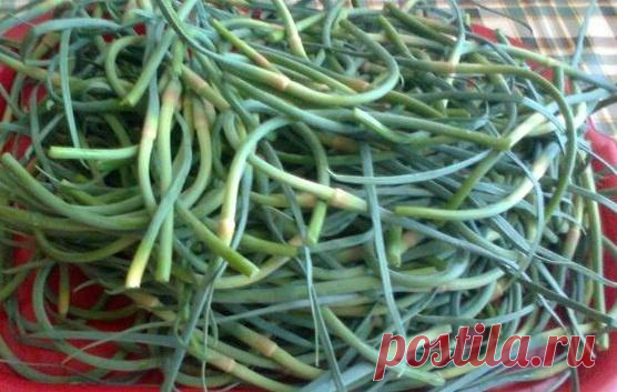 Чесночные стрелки