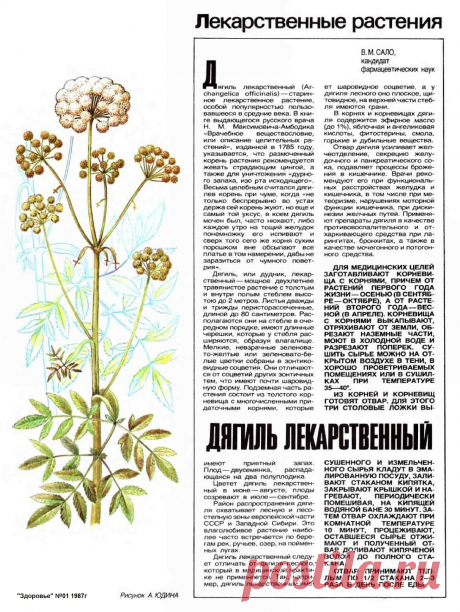 Дягиль лекарственный