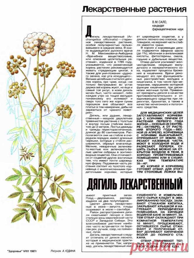 Дягиль лекарственный