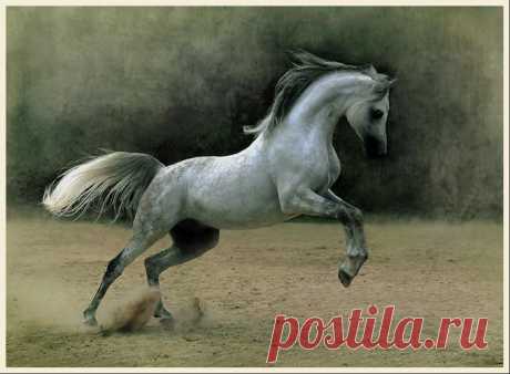 Фотографии по тегам: животные - PhotoClassical.com