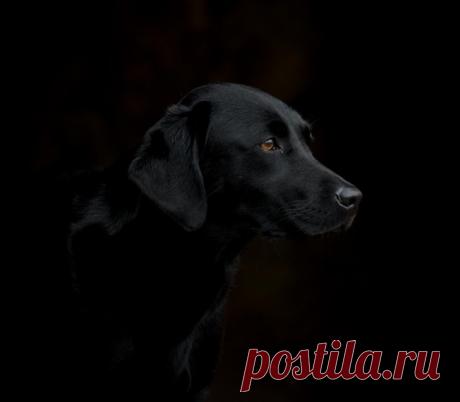 Животные, которые покорят вас своей харизмой