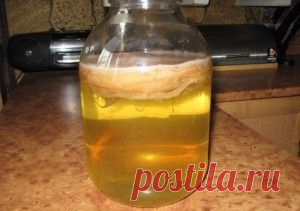 Как вырастить чайный гриб с нуля | Все о продуктах | Само Совершенство