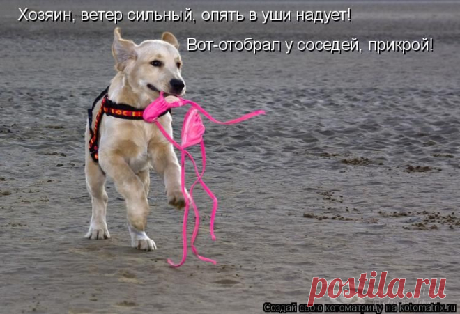 Свежая котоматрица - заряд эмоциями на весь день