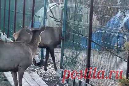 В российском зоопарке изюбрь насмерть проткнул рогами мужчину на глазах у детей