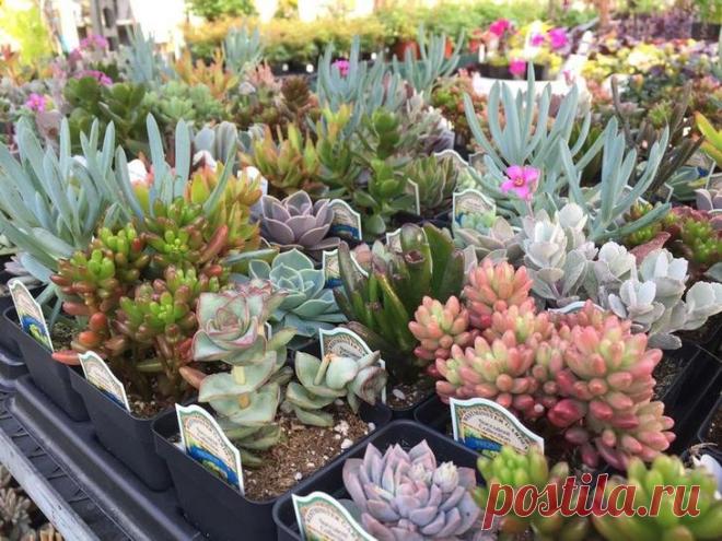 Как ухаживать за суккулентами в домашних условиях: советы Под термином 