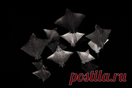 Фотографии победителей конкурса на лучшую природную фотографию года Nature Photographer of the Year 2020