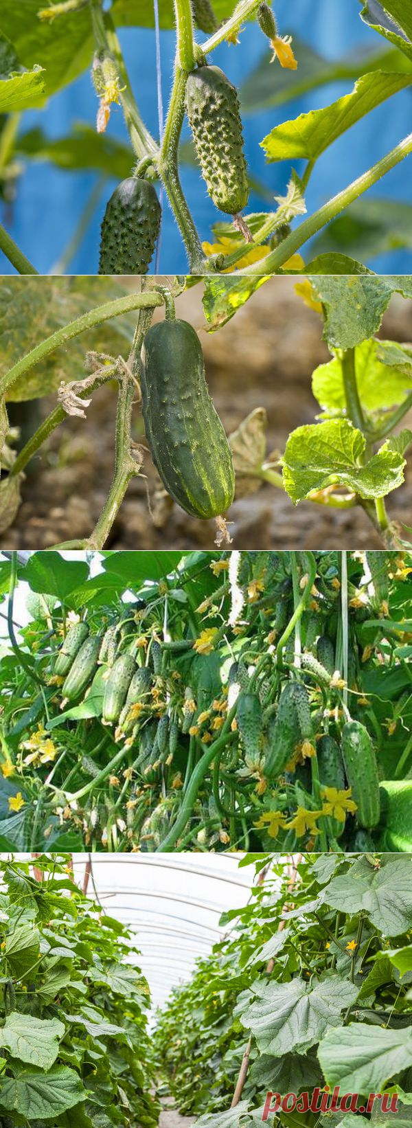 Наблюдения опытных огородников: как увеличить срок плодоношения огурцов