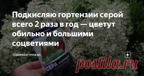 Подкисляю гортензии серой всего 2 раза в год — цветут обильно и большими соцветиями Дешевое удобрение — сера коллоидная — действует круче тех же квасцов. Друзья, если чем и подкислять гортензию, то только серой, так же как и голубику. Никакие поливы кефиром или сывороткой тут практически бесполезны, тем более в плане подкисления. Лимонная кислота или, того хуже, уксус — тоже не лучший вариант. Они недолго держатся в земле, а корни при перебарщивании можно и обжечь. Прописн...