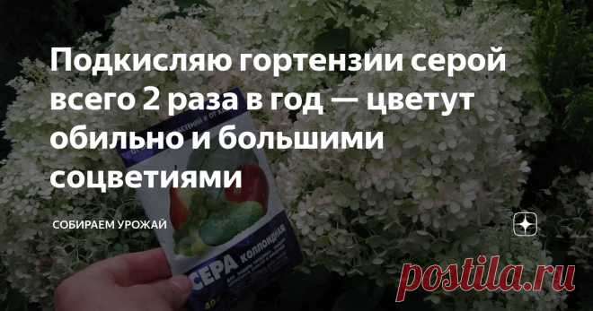Подкисляю гортензии серой всего 2 раза в год — цветут обильно и большими соцветиями Дешевое удобрение — сера коллоидная — действует круче тех же квасцов. Друзья, если чем и подкислять гортензию, то только серой, так же как и голубику. Никакие поливы кефиром или сывороткой тут практически бесполезны, тем более в плане подкисления. Лимонная кислота или, того хуже, уксус — тоже не лучший вариант. Они недолго держатся в земле, а корни при перебарщивании можно и обжечь. Прописн...