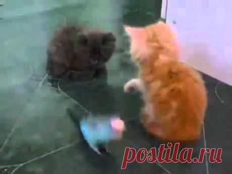 Приколы с животными  Котята и попугай